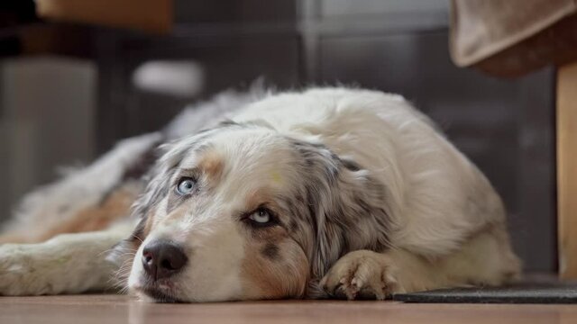 Australian Shepherd therapy dog lying around being tired and bored opening and closing the eyes 