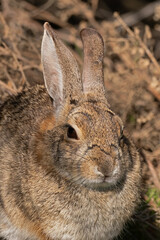 A Riparian Brush Rabbit Portrait