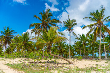 Fototapeta na wymiar Coconut palms on the beach