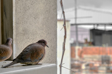 turtledove and pigeons on metal platform standing together. It is looking around with it magnificent black eyes.
