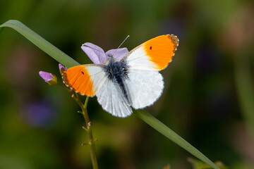 Schmetterling