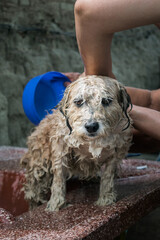 Bañando a un perro de raza chapi