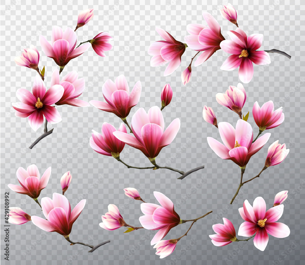 Aufkleber big collection with beautiful magnolia branches on transparent background. vector.
