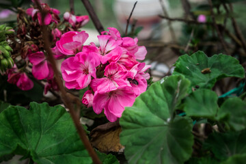 Abeja se posa en una flor para recolectar néctar y polen