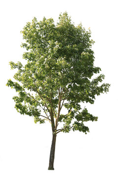 Plane tree, also known as Platanus, isolated tree cutout on white background