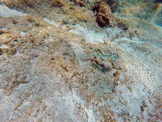 Puffer fish on a sandy bottom at Punta Cormorant, Floreana Island, Galapagos, Ecuador