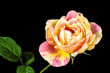 A Single Pink and Yellow Rose Flower with Green Leaves Isolated on a Black Background.