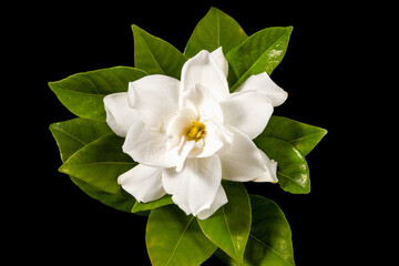 A Single White Gardenia Flower with Green Leaves Centered on a Black Background