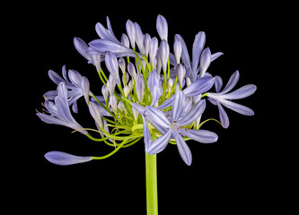 A Blue Lily Flower Isolated on a Black Background.