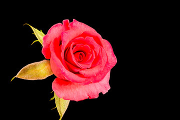 A Single Pink Rose Isolated on a Black Background