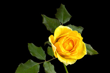 A Single Yellow Rose Isolated on a Black Background.