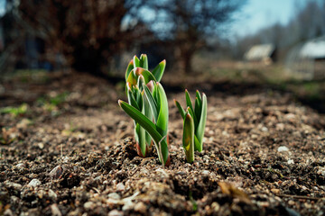 The seeds sprouted in the ground on a farm in the village. Beautiful blooms illuminated by sunlight. Spring flowers sprout in the field. Nature wakes up after winter. Copy space.