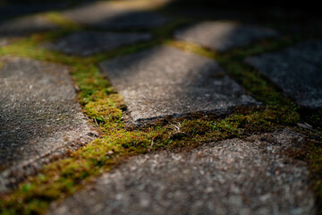 Moss grows between the tiles on the street. Copy space.
