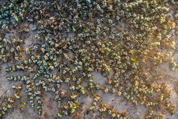 Khakiweed, Washerwoman, Sessile joyweed or Smooth chaff flower (Alternanthera Paronychioides, Alternanthera caracasana) are growing and covering on the ground