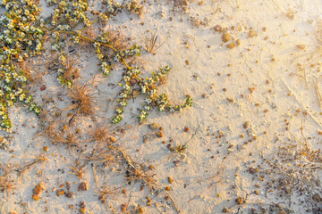 Khakiweed, Washerwoman, Sessile joyweed or Smooth chaff flower (Alternanthera Paronychioides, Alternanthera caracasana) are growing and covering on the ground