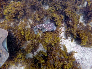 Puffer fish on a sandy bottom with seaweed at Punta Cormorant, Floreana Island, Galapagos, Ecuador