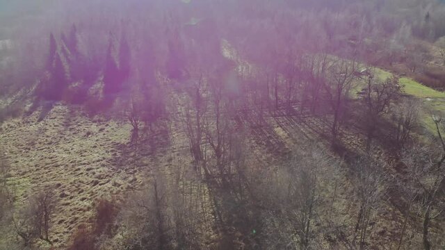 Natural pure deciduous forest in the Carpathians in early spring deciduous forest in a leafless state