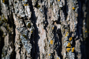 The rough bark of a tree in the forest, the sunlight.