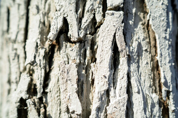 Rough tree bark in the forest, sunlight, white paint on the surface from beetle flies