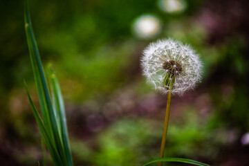 Dandelion flower with seeds ball close up in green bokeh background