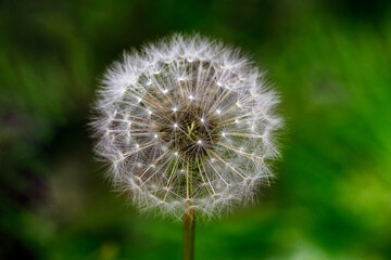 Dandelion flower with seeds ball close up in green bokeh background