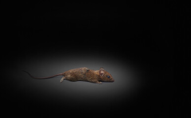 Fototapeta premium Lonely brown house mouse on black background, germ carrier concept There is an area for entering text.