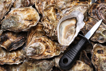 Knife on pile of fresh oysters, top view