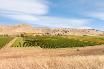 Fototapeta na wymiar autumn vineyard landscape with grassy hills in Marlborough region of New Zealand