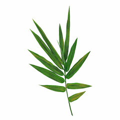 Hand-drawn watercolor illustration. Isolated image, With high resolution for printing on a white background