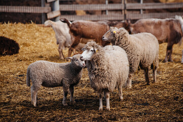 Obraz premium Marbled meat cows in free open stall