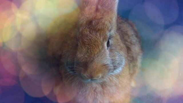The brown rabbit looking at camera