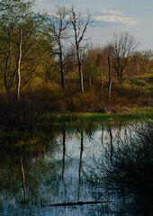 643-09 Wetland, Late Afternoon, Portage River