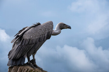 Portrait of a griffon vulture Gyps fulvus sitting on a tree stump