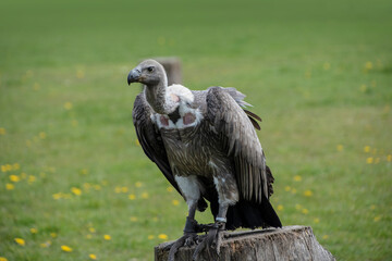 Portrait of a griffon vulture Gyps fulvus sitting on a tree stump
