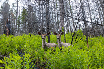 Two deer standing in lush green bushes in the forest