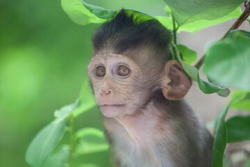 可愛いサル