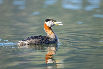 Red necked grebe calling out.
