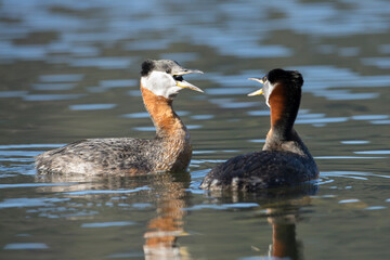 Red necked grebe couple making noise.