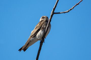Tree swallow perched on a branch.