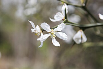 한국공원에핀꽃입니다