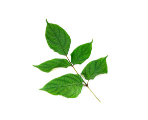 Konjac leaf isolated on white background. Wild konjac leaf