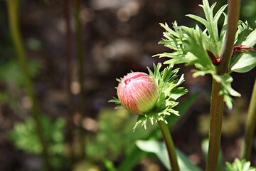 한국공원에핀꽃입니다