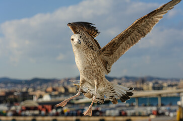 Curious seagull flies in close