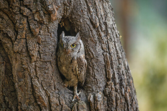 European scops owl, Otus scops, hidden in tree hole at sunrise. Small owl peeks out from trunk showing big yellow eyes. Bird also known as Eurasian scops owl. Wildlife scene. Morning in nature.