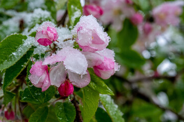 Snow covering blossoms on a fruit tree during a late spring snow