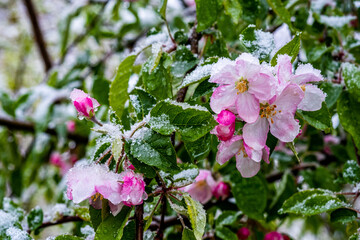Snow covering blossoms on a fruit tree during a late spring snow
