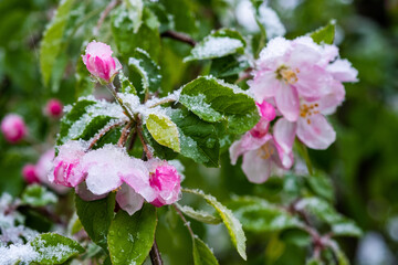 Snow covering blossoms on a fruit tree during a late spring snow