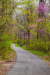 Fototapeta na wymiar Vertical photo of a walking trail through the woods on a beautiful spring day