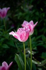 春のチューリップ	