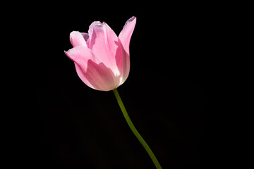 春のチューリップ	